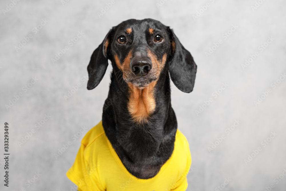 Portrait of a sad obedient black and tan dachshund dog in yellow t-short sitting isolated on gray background, looking at camera in anticipation of a walk, owner or yummy. Excerpt training.