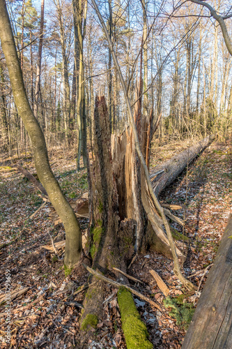 Schäden durch Sturm im Mischwald