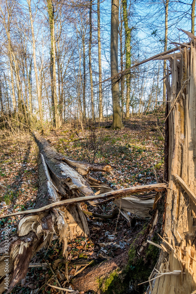 Schäden durch Sturm im Mischwald Schäden durch Sturm im Mischwald
