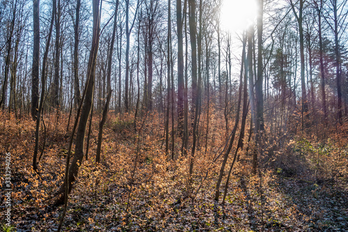Sonne hinter Bäumen im Wald © focus finder