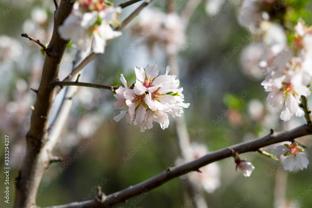 Bouquet of flowers of almond tree Bouquet of flowers of almond tree