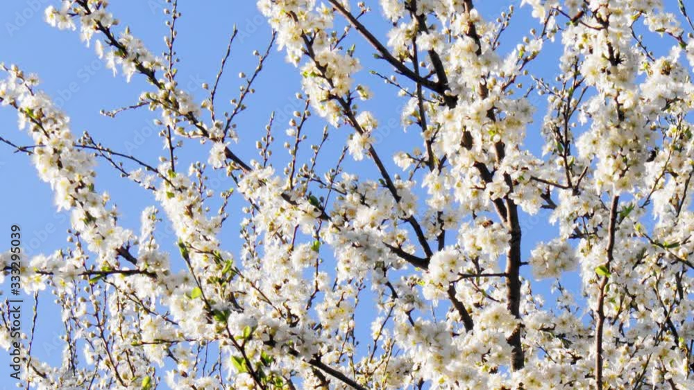 Bees fly to Blossoming Tree at Springtime. Bees fly to Blossoming Tree at Springtime.