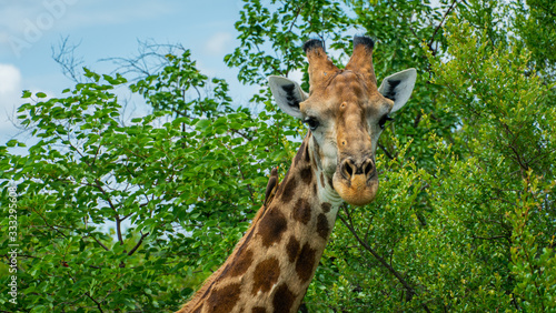 Photography Giraffe and his Friend