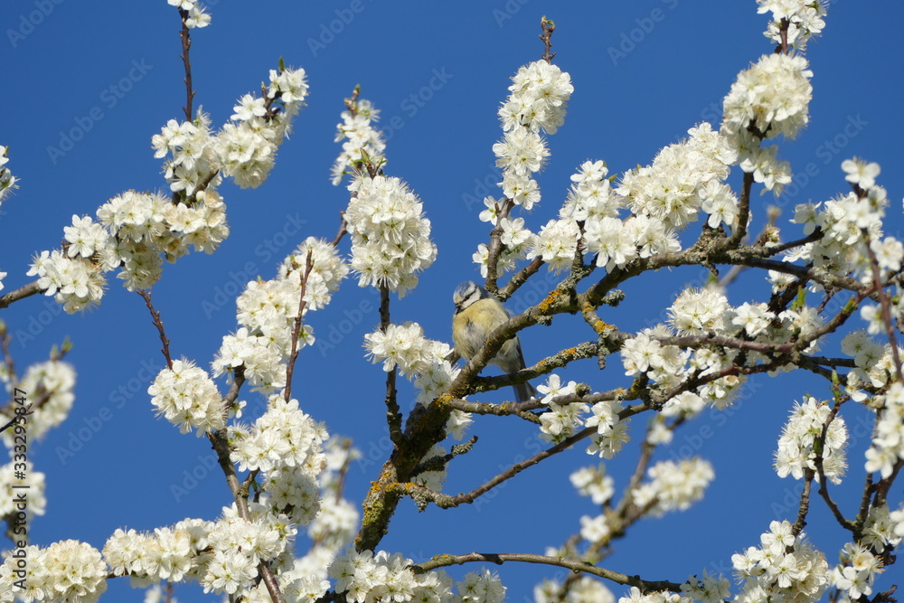 Blaumeise auf blühendem Baum im Frühling
