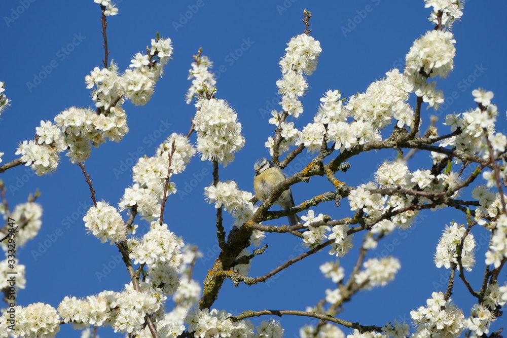 Blaumeise auf blühendem Baum im Frühling Blaumeise auf blühendem Baum im Frühling