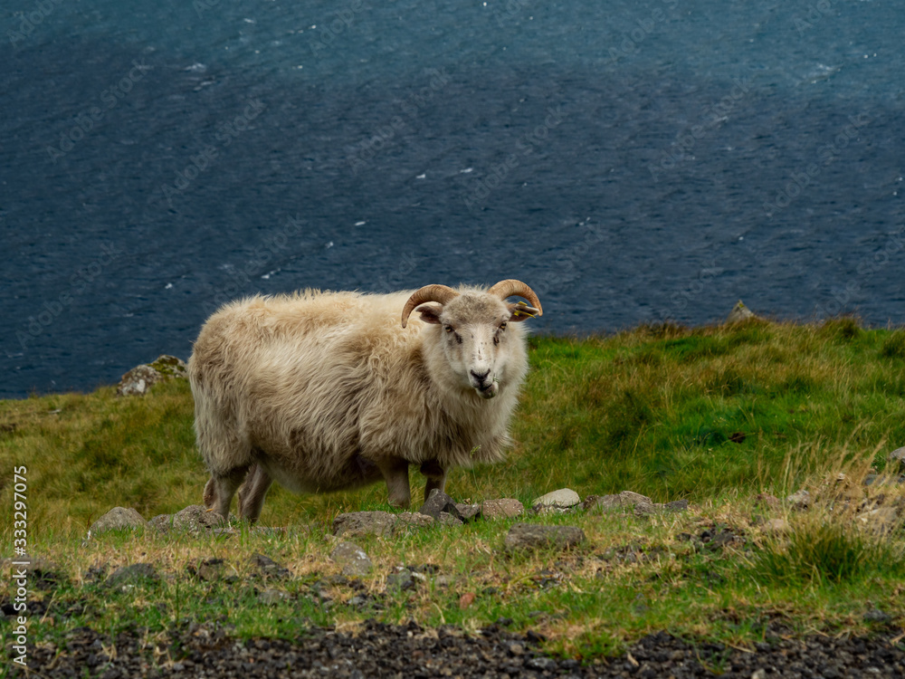 Faroe Islands, sheep staring at the camera. The animal is standing on the cliff, in the background there is a ocean.