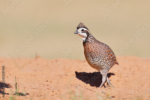 Northern Bobwhite (Colinus virginianus) male, South Texas, USA