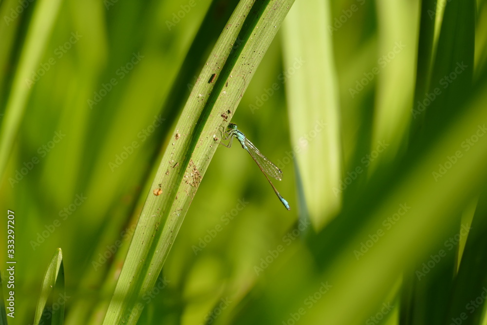 Blaue Kleinlibelle auf einem Grashalm im Grünen sitzend Blaue Kleinlibelle auf einem Grashalm im Grünen sitzend