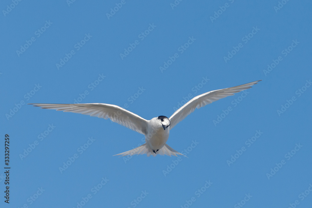 Fototapeta premium White-fronted Tern in Australasia