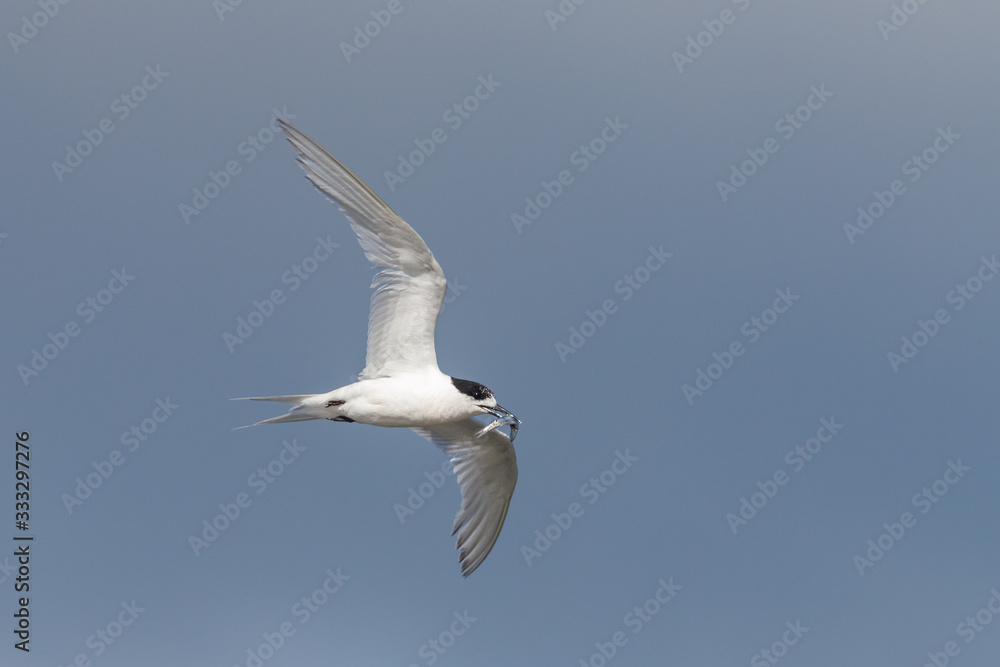 White-fronted Tern in Australasia White-fronted Tern in Australasia