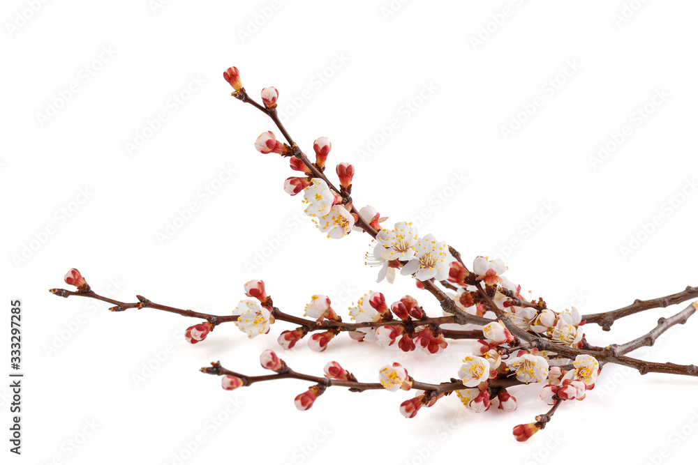 Twig blooming apricot flowers . Fruit flowers blooming with twig on white background.