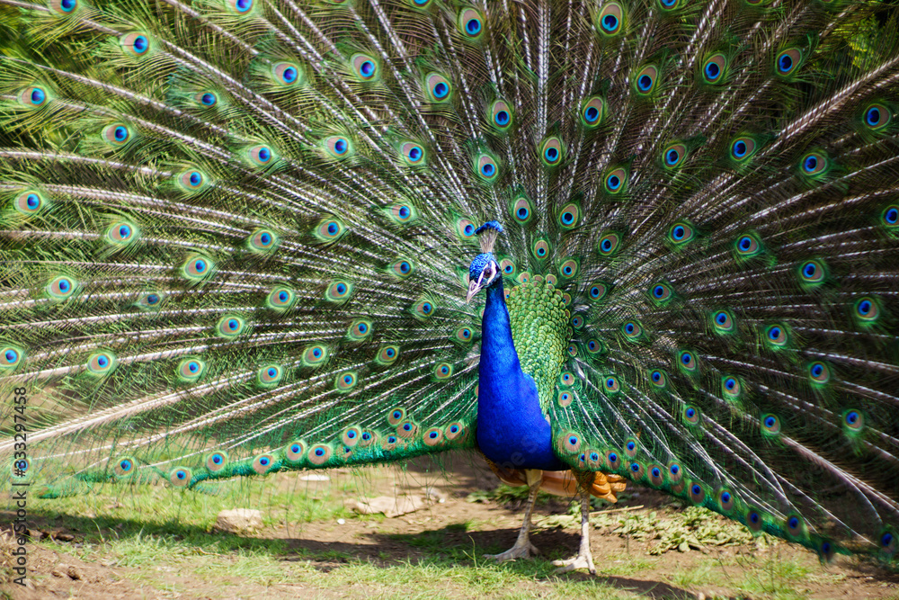 Naklejka premium Peacock with majestic spreaded tail feathers filling the photograph