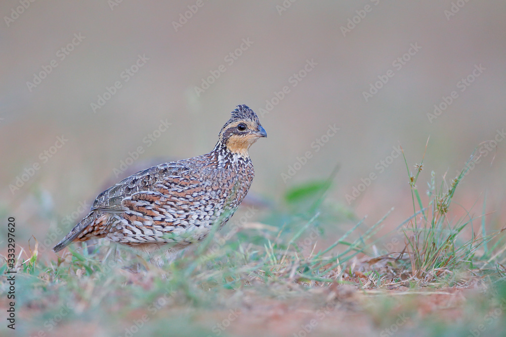 Northern Bobwhite (Colinus virginianus) female, South Texas, USA Northern Bobwhite (Colinus virginianus) female, South Texas, USA