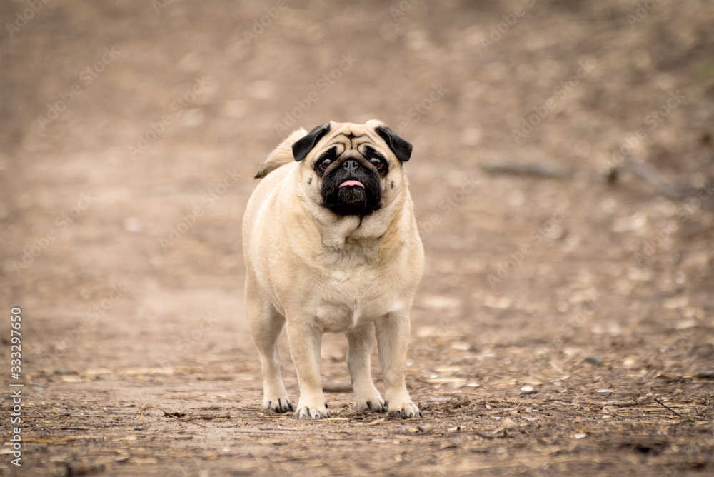 Portrait of cute funny fawn pug dog. Portrait of cute funny fawn pug dog.