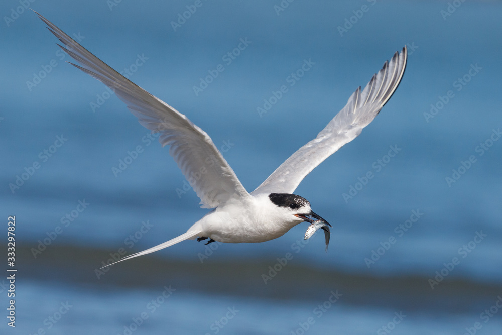 White-fronted Tern in Australasia White-fronted Tern in Australasia