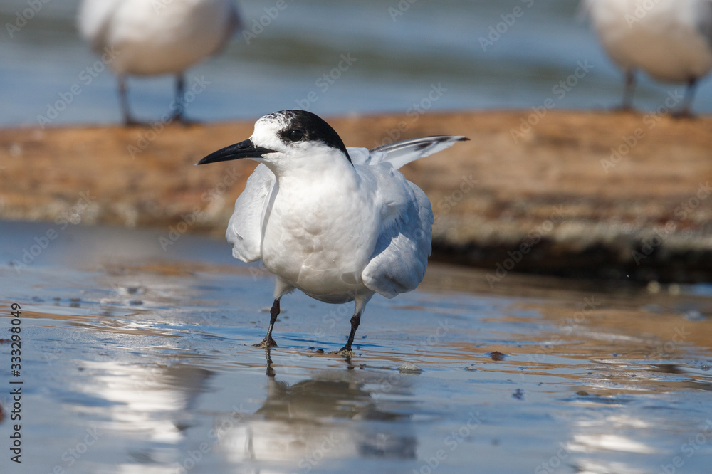 White-fronted Tern in Australasia White-fronted Tern in Australasia