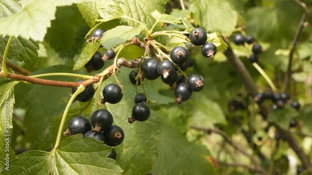 Ripe juicy black currant berries on a branch of a bush in the garden swaying in the wind. Ripe juicy black currant berries on a branch of a bush in the garden swaying in the wind.
