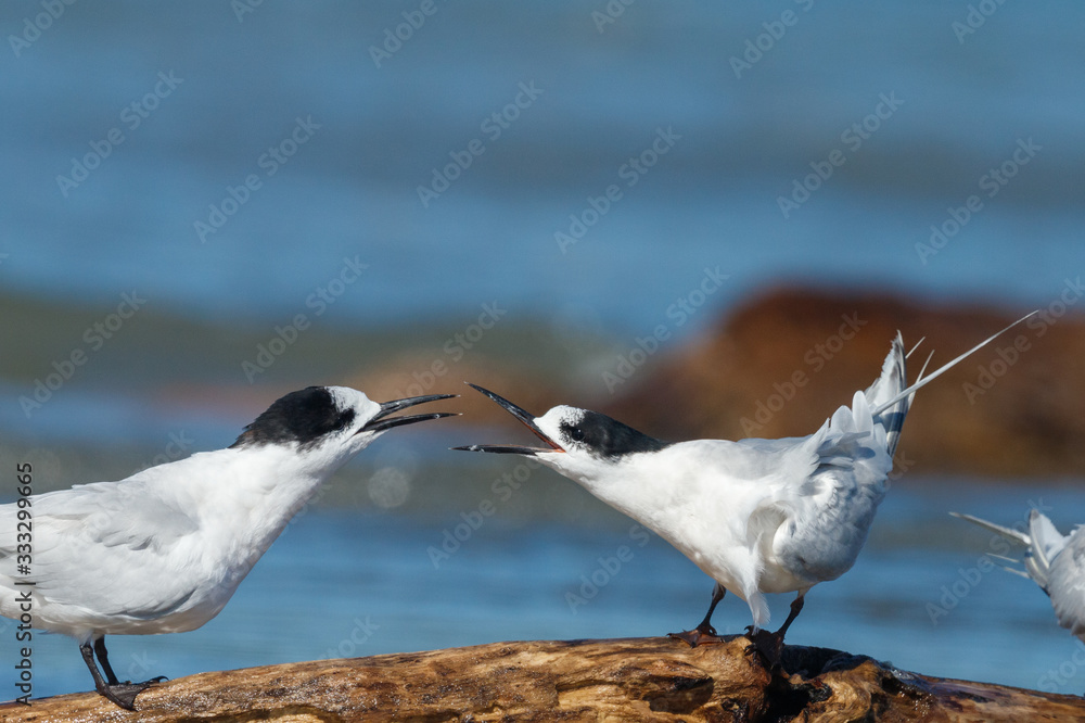 Fototapeta premium White-fronted Tern in Australasia