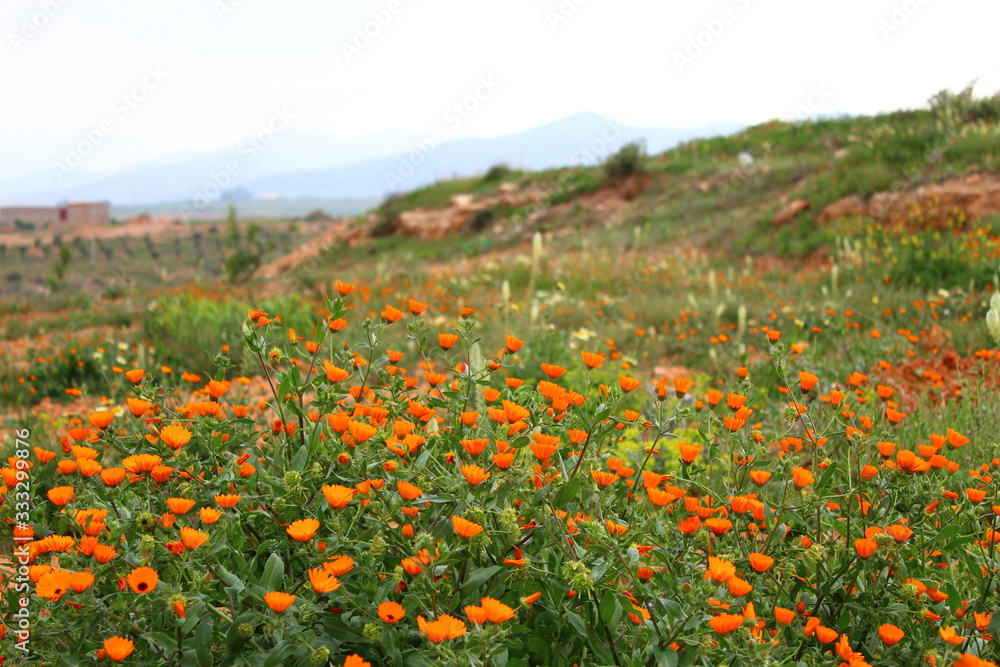 Obraz premium prairie de coquelicots et autres 