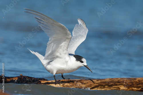 White-fronted Tern in Australasia