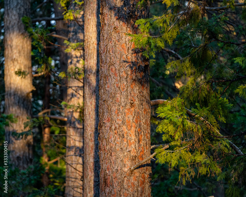 Wallpaper Mural Sunset Through The Forest Torontodigital.ca