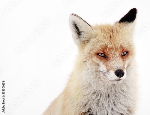 Wild fox in winter natural habitat