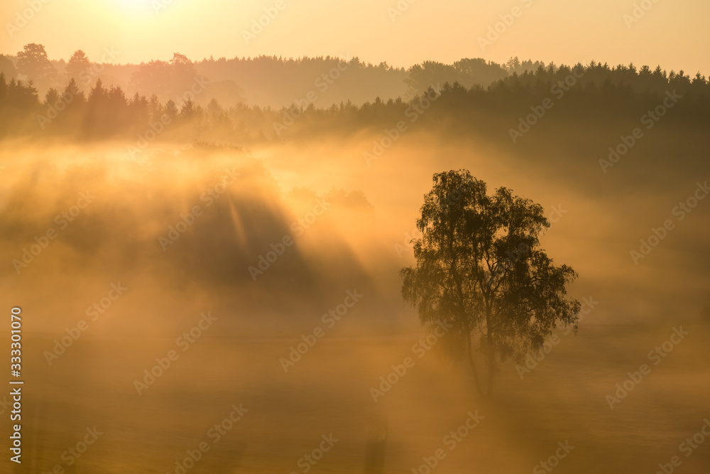 Fototapeta premium Nebliger goldgelber Sonnenaufgang mit Sonnenstrahlen über einem Baum und Wald