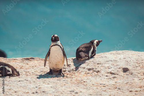 penguins on a rock at boulders beach colony in south africa