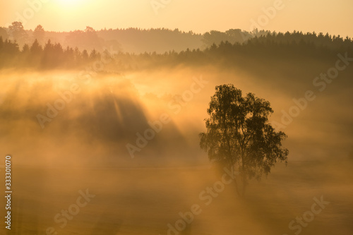 Nebliger goldgelber Sonnenaufgang mit Sonnenstrahlen über einem Baum und Wald