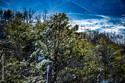 pine tree in mountains with snow