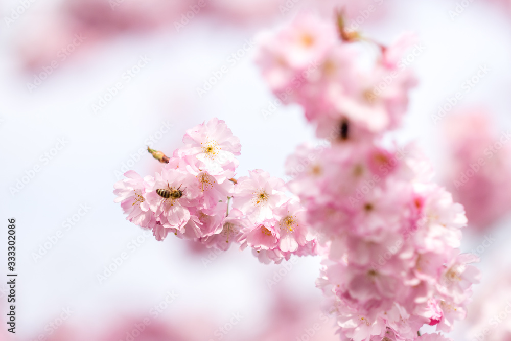 Insecte dans un cerisier du japon