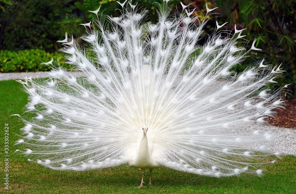 Obraz premium All white male peacock bird with its plume feathers tail fully opened
