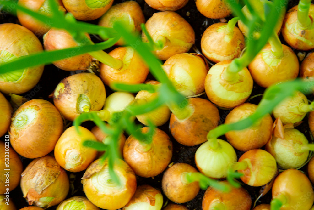 Onion sprouts. Sprout perennial years of young onions. Herb salad and food. Top view Onion sprouts. Sprout perennial years of young onions. Herb salad and food. Top view