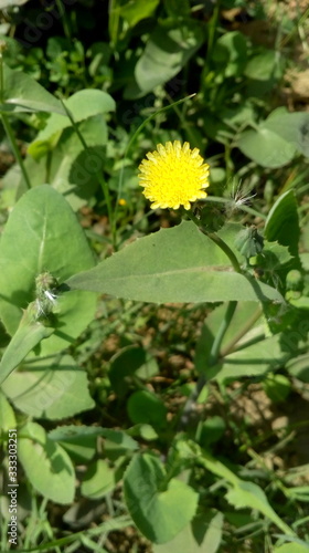 yellow flowers in the garden