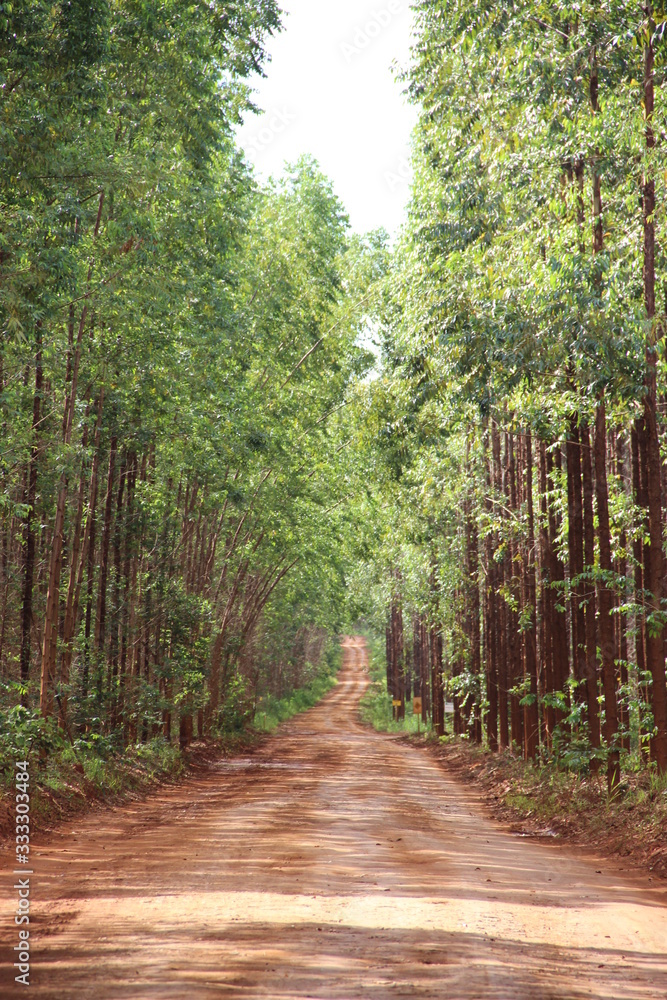 Obraz premium SW - EUCALIPTO 01