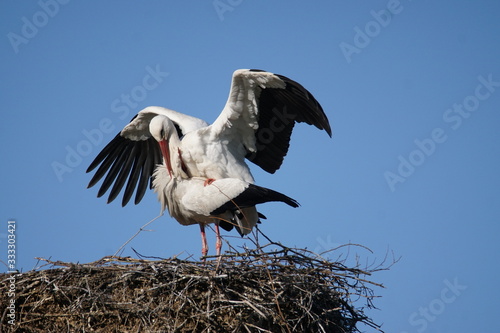 White storks mating on their nest
