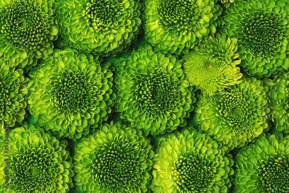 Green chrysanthemum flowers closeup. Green chrysanthemum flowers closeup.
