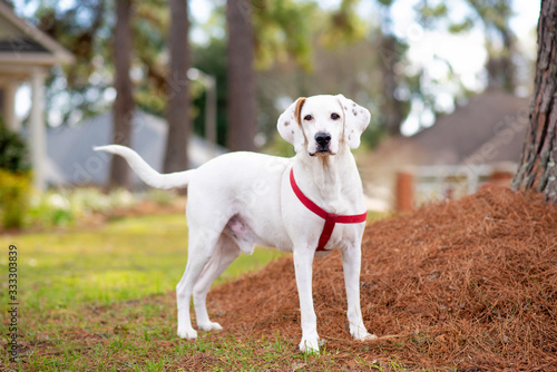 White with brown spots hound mix enjoying a walk in the neighborhood 