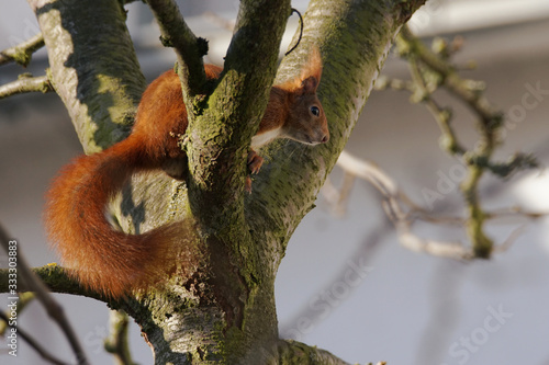 Red squirrel © corinna