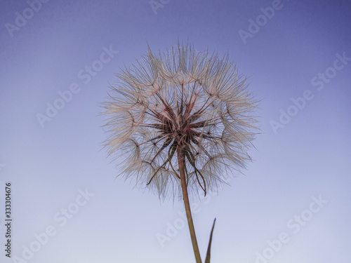 Akene de pissenlit  en transparence  sous un ciel bleu