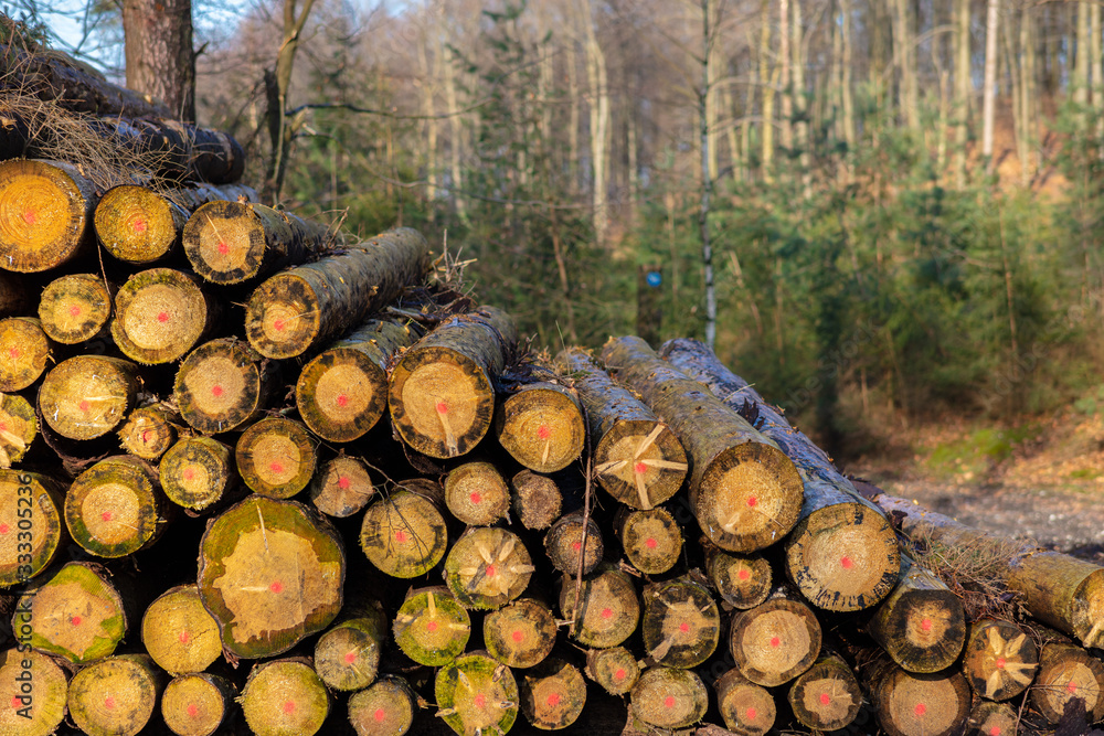 Felled tree trunks are piled up. A winter day in the evening with the low sun in a German forest. In the background is forest and blue sky out of focus photographed with bokeh.