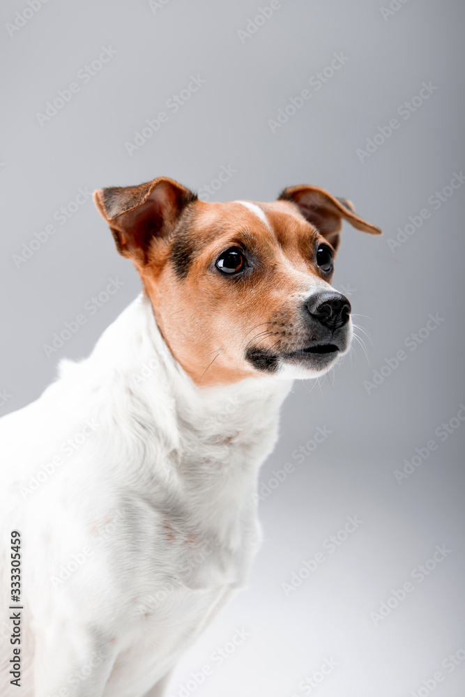 Beautiful dog Jack Russell Terrier on the backgrounds Beautiful dog Jack Russell Terrier on the backgrounds