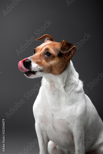 Beautiful dog Jack Russell Terrier on the backgrounds © Мария Старосельцева