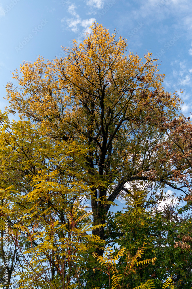 Yellow trees in the autumn forest Yellow trees in the autumn forest