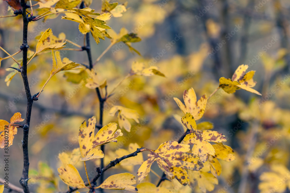 Tree branch with yellowed leaves in the autumn Tree branch with yellowed leaves in the autumn