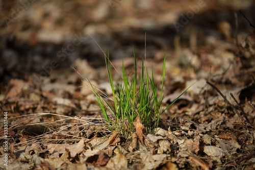 fresh grass in the forest, green grass sprouts, spring Poland