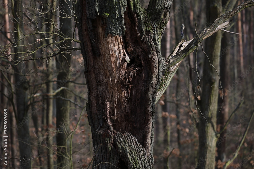 trunk of an old tree in the forest