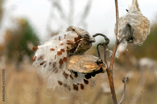 Milkweed pods releasing its seeds on an autumn meadow