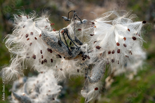 Milkweed pods releasing its seeds on an autumn meadow photo