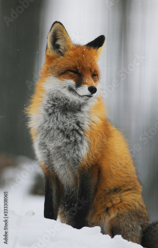 Portrait of Red Fox (Vulpes vulpes) in winter